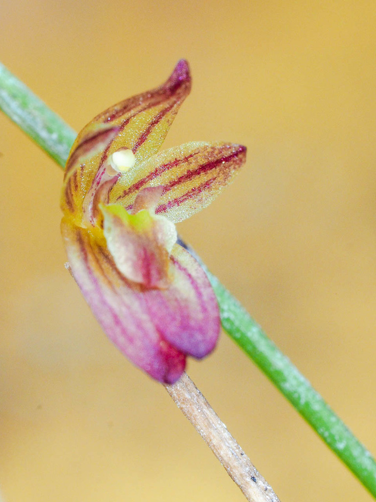 Octomeria scirpoidea