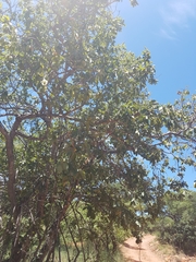 Combretum zeyheri