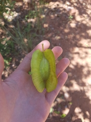 Combretum zeyheri