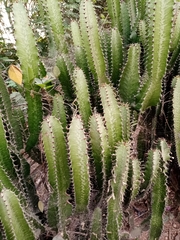 Euphorbia trigona