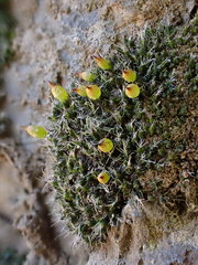 Coscinodon cribrosus