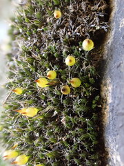 Coscinodon cribrosus