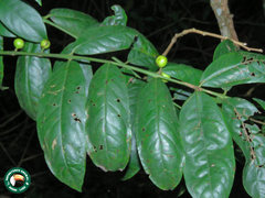 Angiospermae