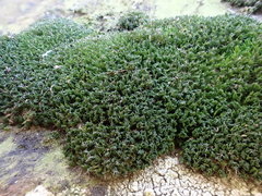 Coscinodon cribrosus