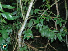 Angiospermae