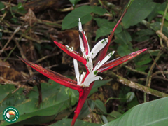 Heliconia acuminata