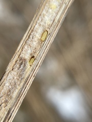 Antistrophus