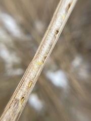 Antistrophus