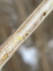 Antistrophus