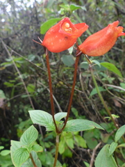 Seemannia nematanthodes