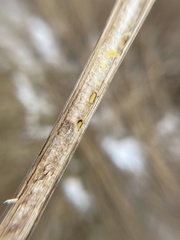 Antistrophus