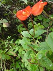 Seemannia nematanthodes