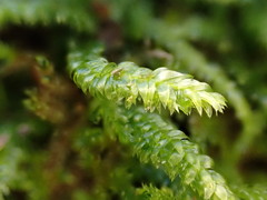Plagiothecium curvifolium