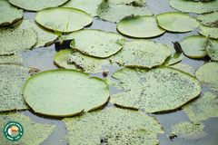 Victoria amazonica