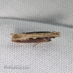 Hypatima spathota