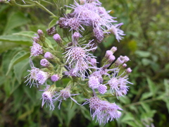 Chromolaena hookeriana
