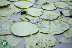 Victoria amazonica