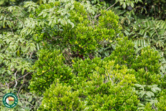 Angiospermae