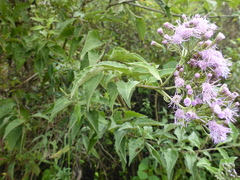Chromolaena hookeriana