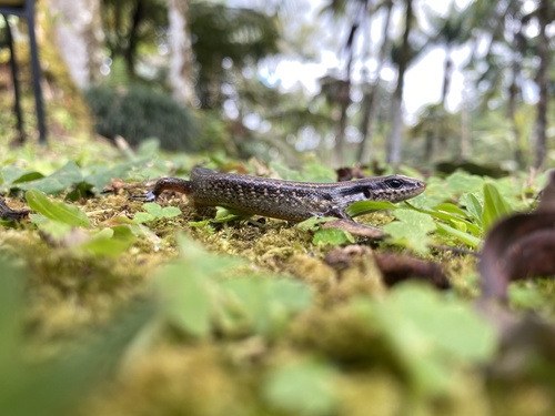 Brown Forest Skink