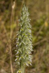 Brachystele unilateralis