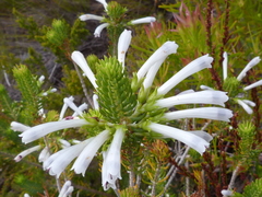 Erica thomae thomae