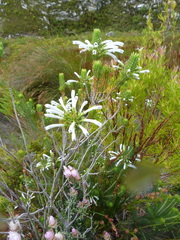 Erica thomae thomae