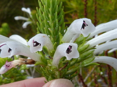 Erica thomae thomae