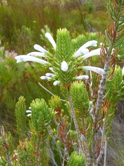 Erica thomae thomae