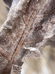 Antistrophus