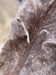 Antistrophus