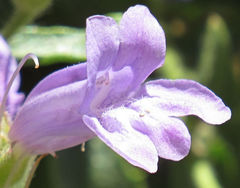 Penstemon montanus montanus