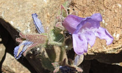 Penstemon montanus montanus