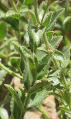 Penstemon montanus montanus