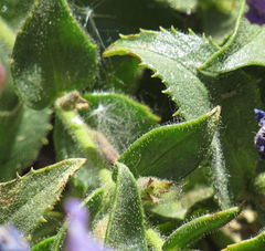 Penstemon montanus montanus