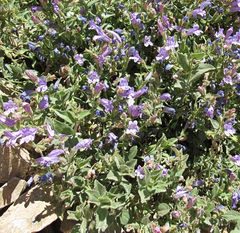 Penstemon montanus montanus