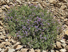 Penstemon montanus montanus