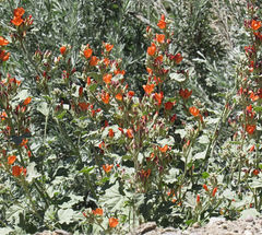 Sphaeralcea munroana