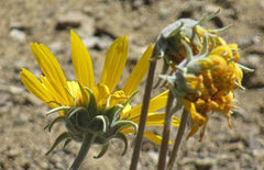 Enceliopsis nudicaulis