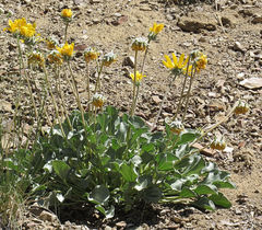 Enceliopsis nudicaulis