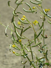 Chylismia scapoidea