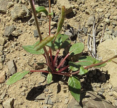 Chylismia scapoidea