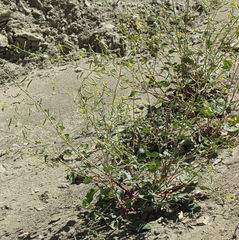 Chylismia scapoidea