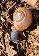 Zachrysia provisoria