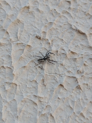 Menemerus bivittatus