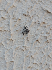 Menemerus bivittatus