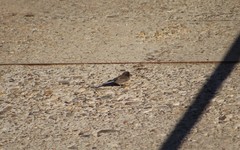 Junco hyemalis