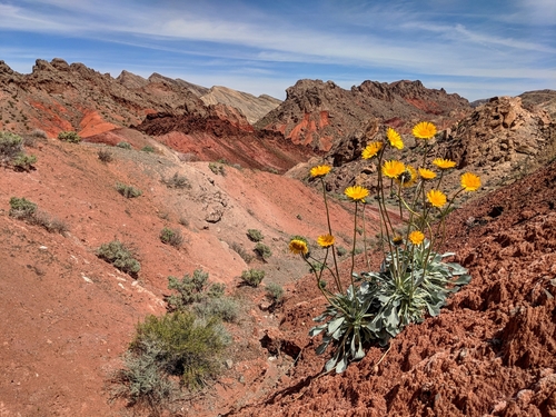 Image of Enceliopsis argophylla by (c) Darrin Gobble, some rights reserved (CC BY)
