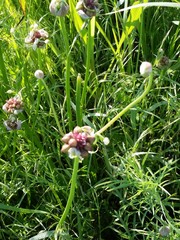 Allium canadense canadense