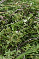 Stellaria humifusa